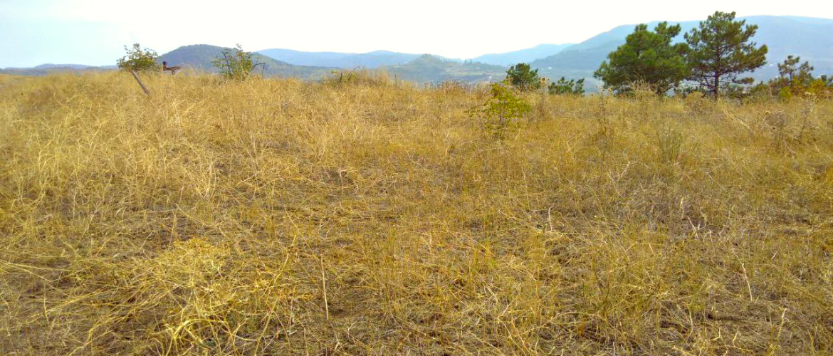 World Day to Combat Desertification and Drought