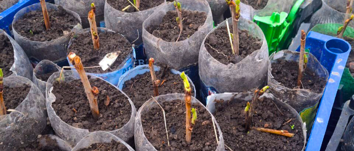 Dzoraglukh Nurseries