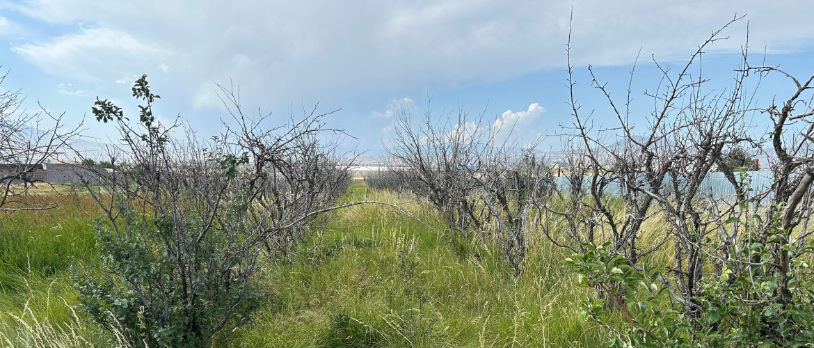 Mayakovski Irrigation System
