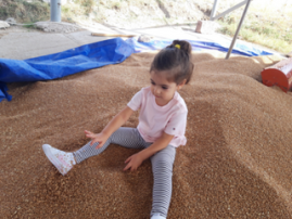 Meghrashen Cooperative