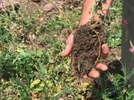 Sainfoil with well-developed root system