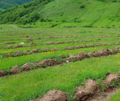 Dzoraglukh in Spring