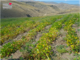 Shenavan Agroforestry