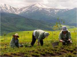 My Forest Armenia_FORACCA