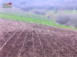 Dzoraglukh Nurseries