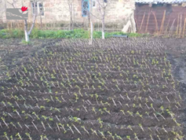 Dzoraglukh Nurseries