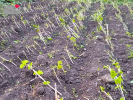 Dzoraglukh Nurseries