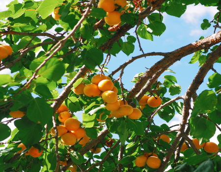 Apricot Orchards