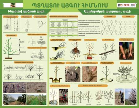 Պտղատու այգու հիմնում
