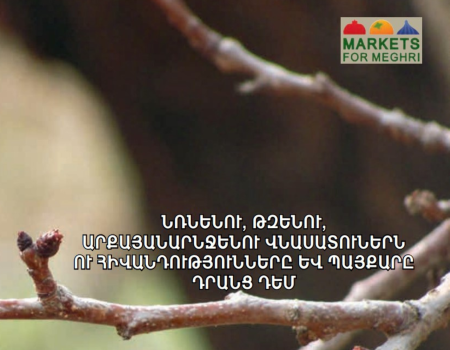 Pest Management of Pomegranate, Fig and Persimmon Trees